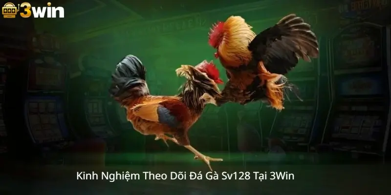 Kinh Nghiệm Theo Dõi Đá Gà 128 Tại 3Win
